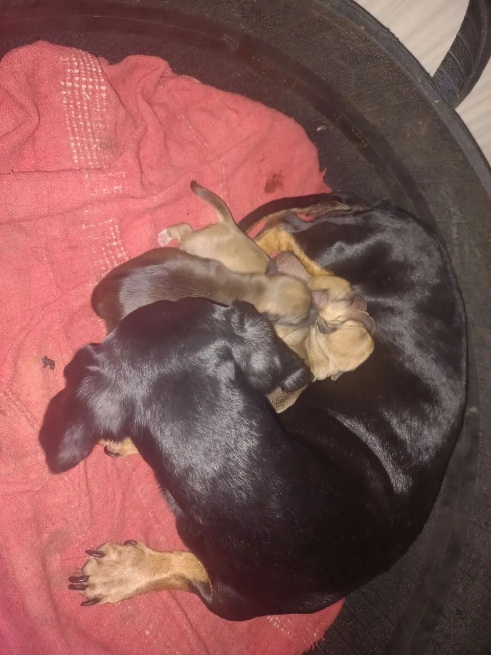 Dog - Foto 5