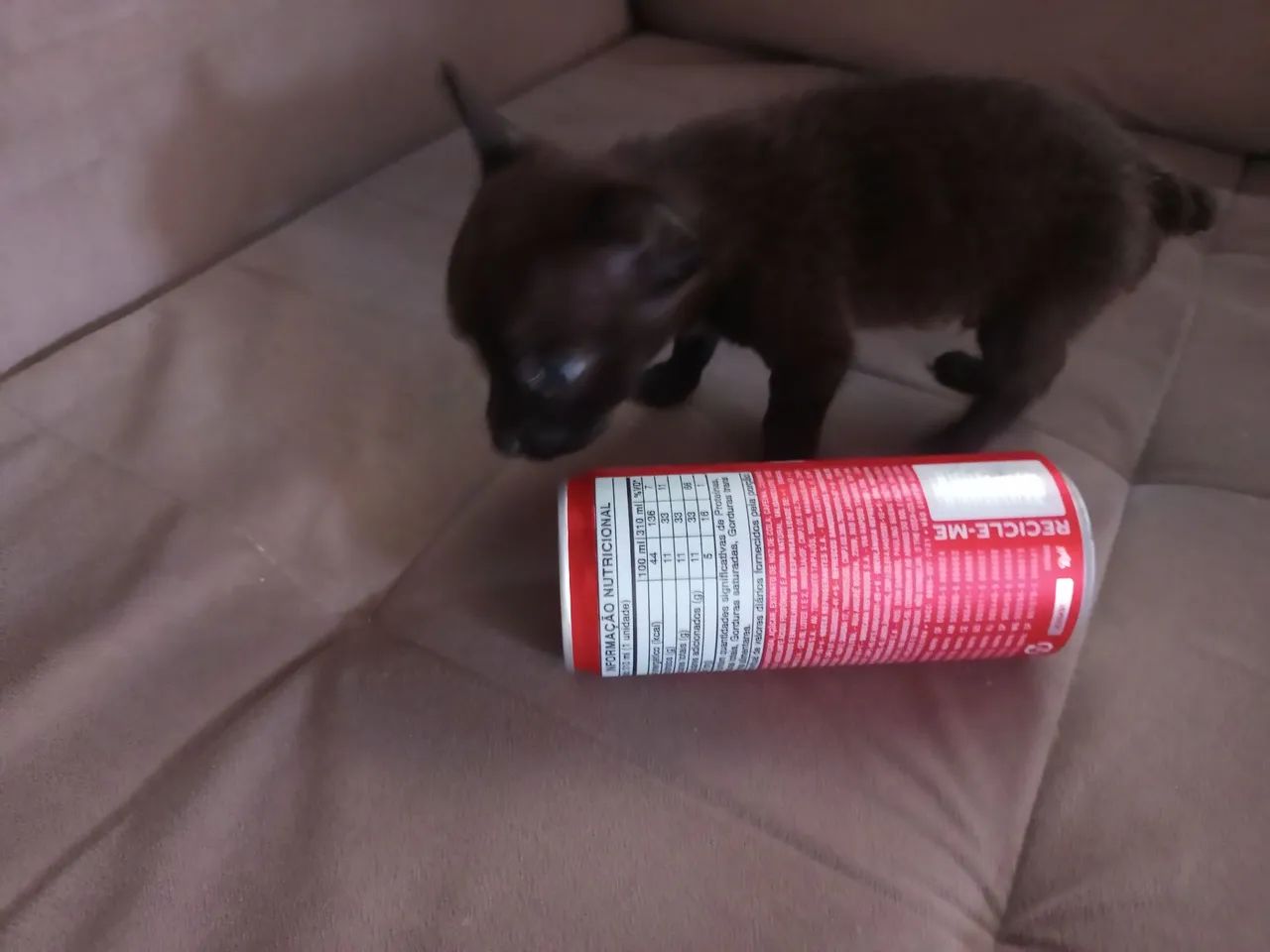 Cachorro pequenininho - Foto 3