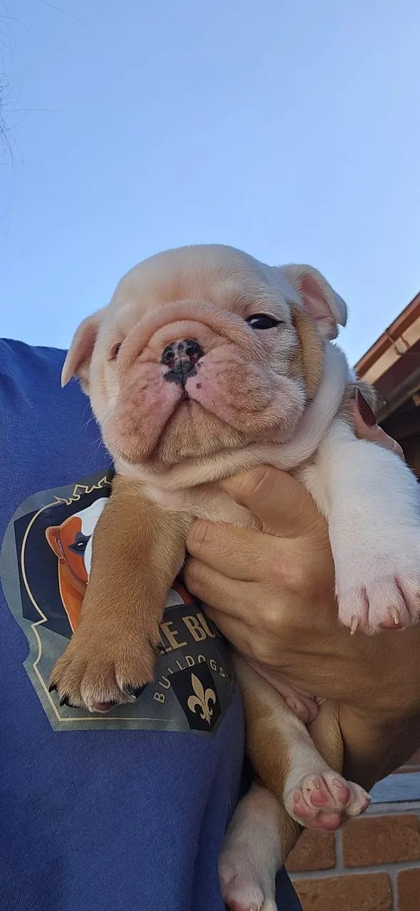 Bulldog Inglês  - Foto 4