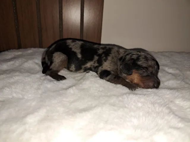 Basset: Um Filhote Especial Pode Estar Esperando Por Você