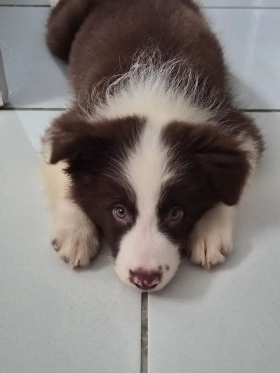 Filhote border collie 
