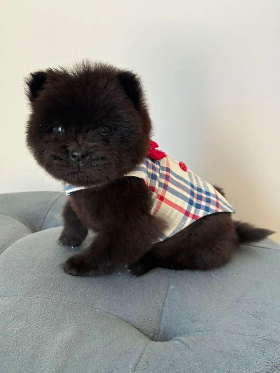 Chow Chow 