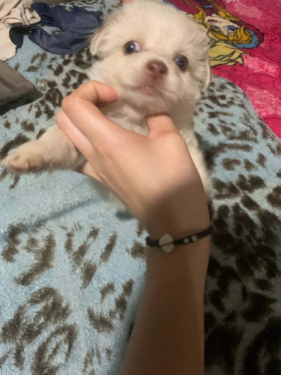 Spitz alemão  - Foto 3