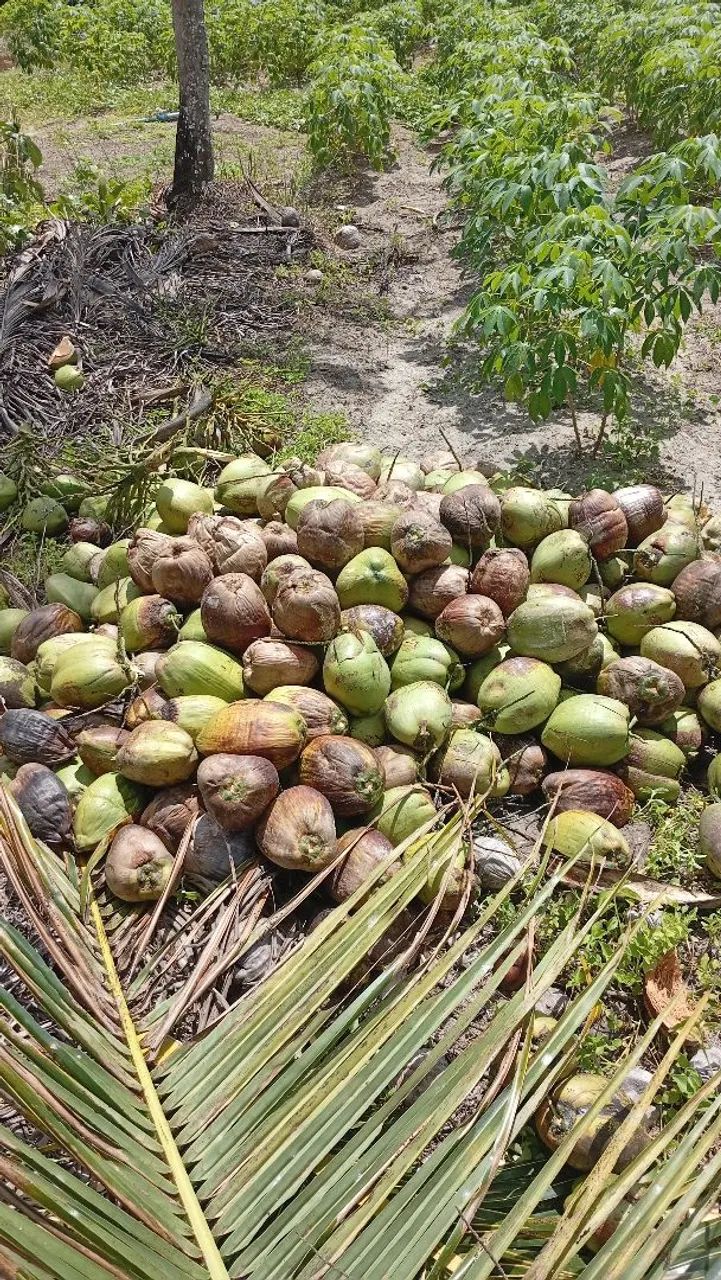 Coco verde no atacado  - Foto 5