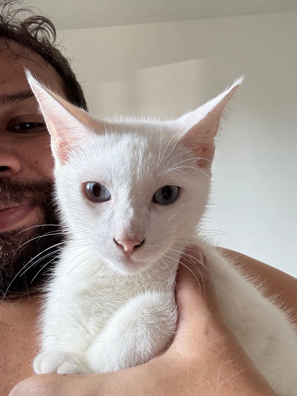 Gato macho de 4 meses