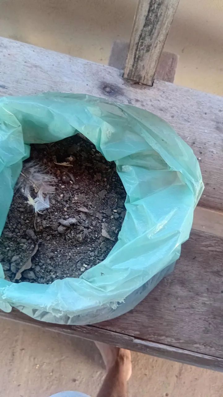 Esterco de galinha 