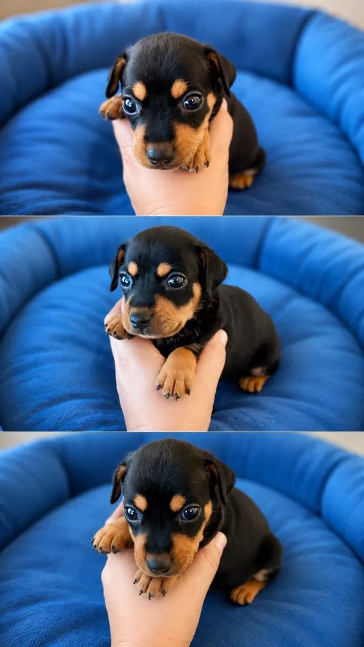 Pinscher miniatura machos