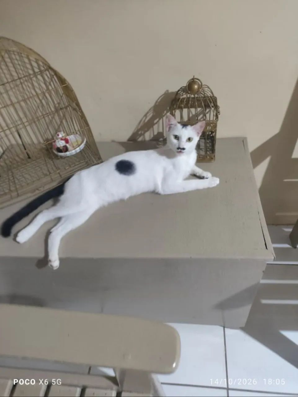 Gata - Foto 2