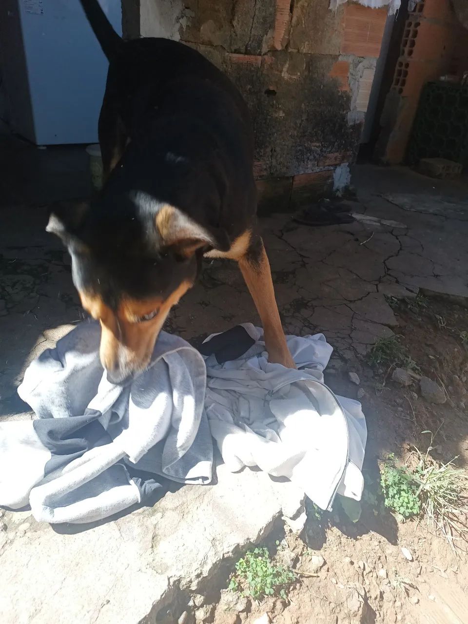 Cruzamento / pastor alemão  - Foto 3