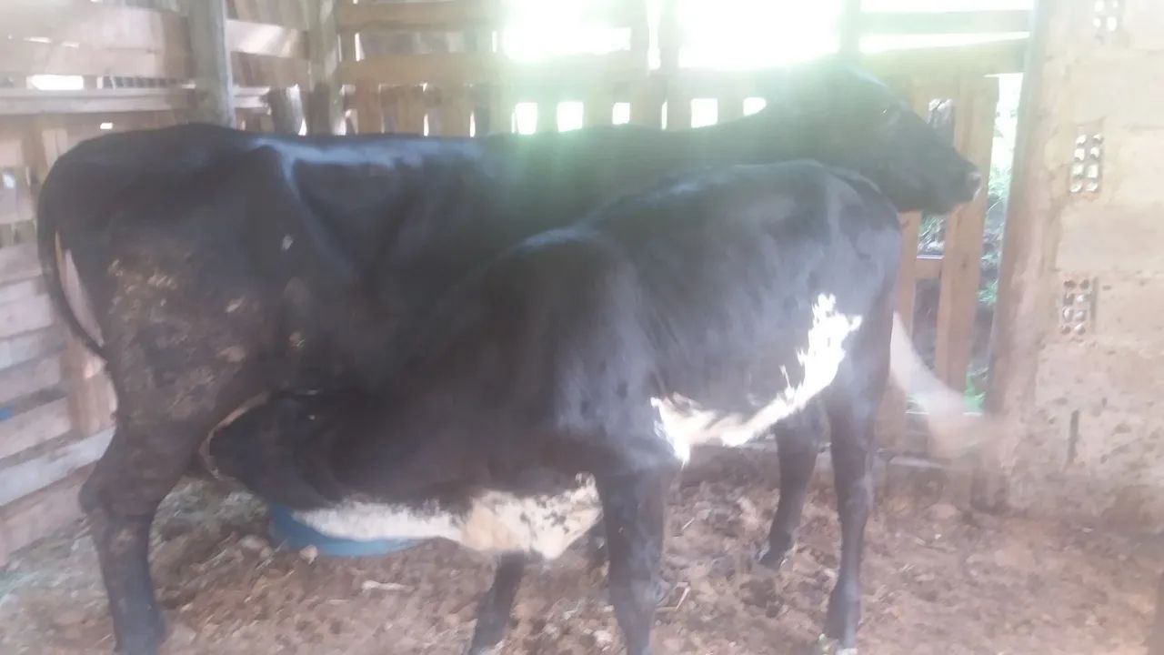 Agropecuária  - Foto 3