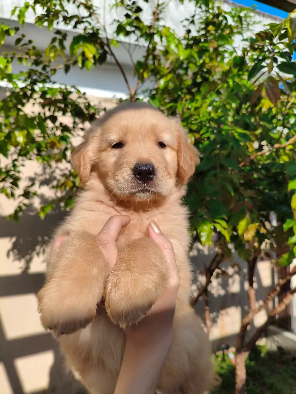 Golden Retriever  - Foto 2