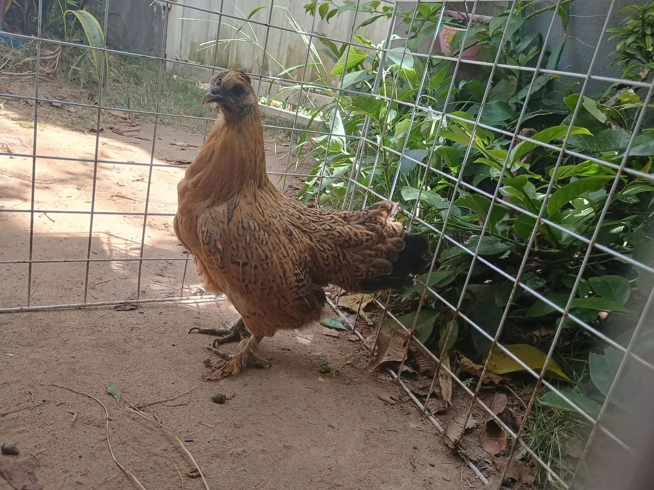 Galinha garnizé R$60,00 única unidade - Foto 3