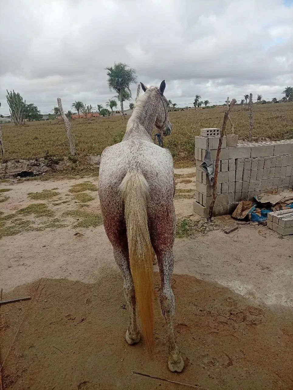 Égua pra jogo - Foto 2