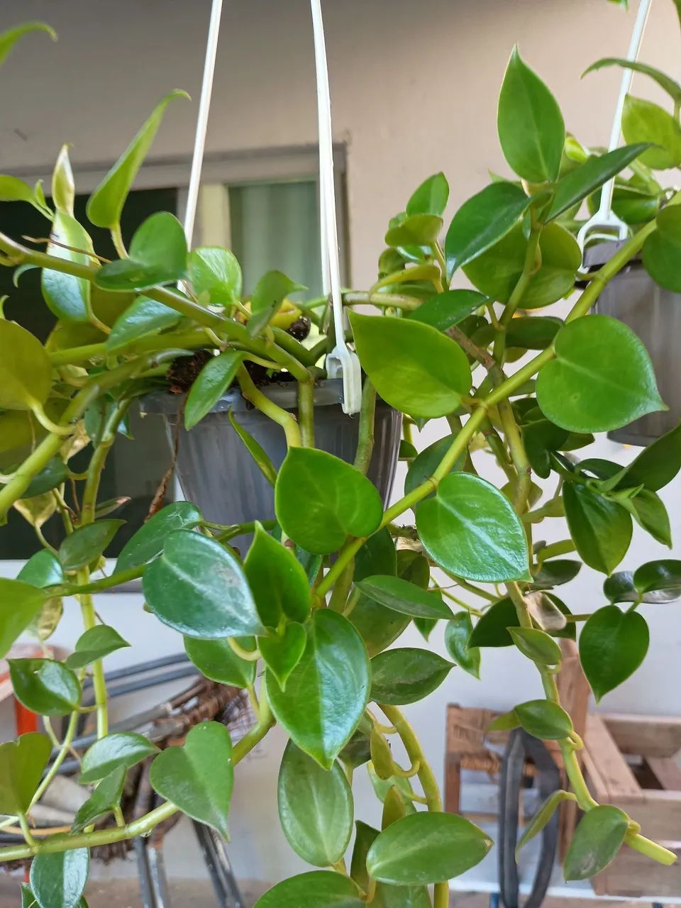 Planta - Foto 3