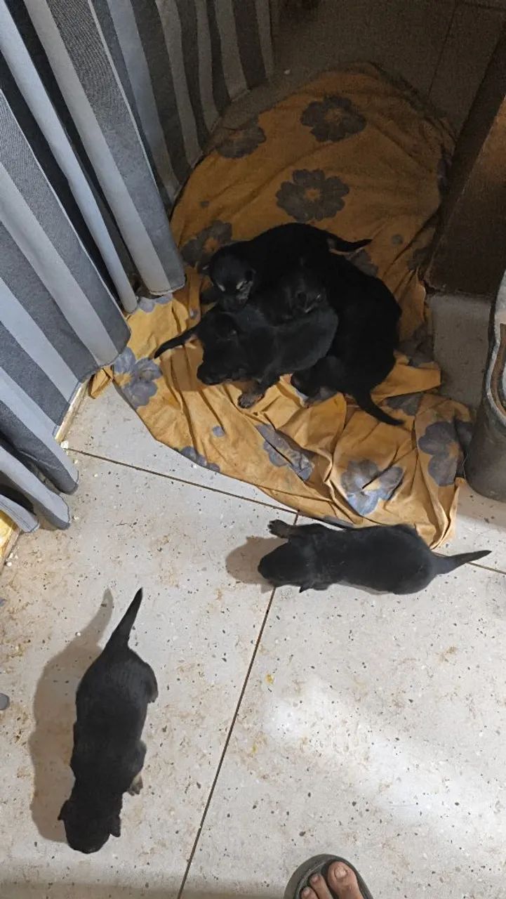Cachorros pastor alemão  - Foto 2