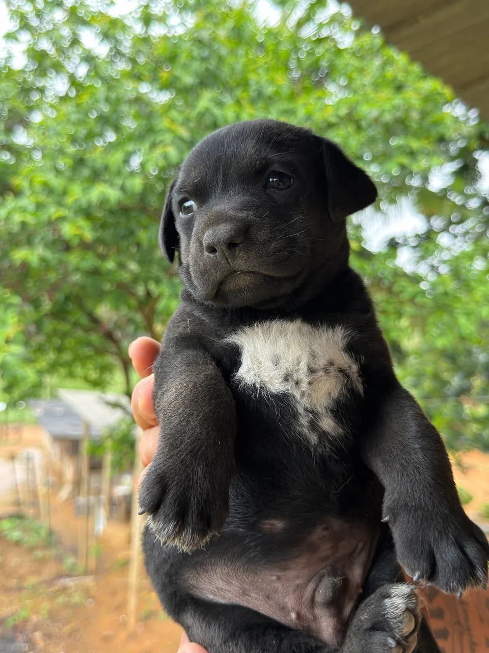 Cane corso  - Foto 2