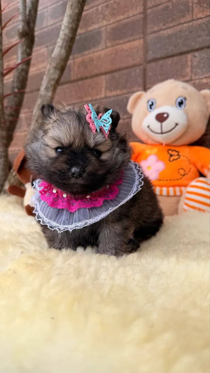 Lulu da Pomerania!! - Foto 4