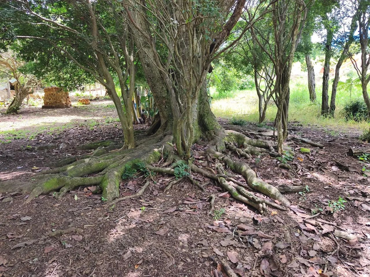 Fazendinha em planalmira - Foto 2