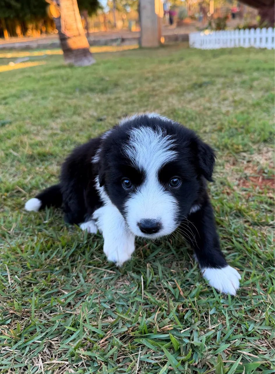 Border collie  - Foto 4