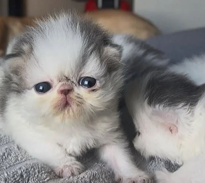 Filhotes de persa disponível para reserva 