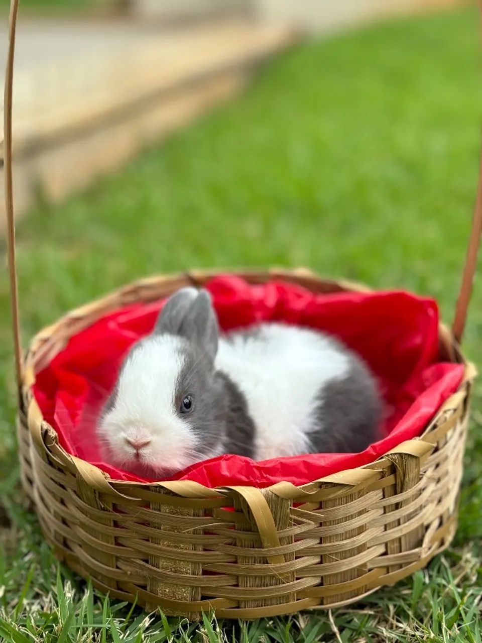 MINI COELHOS