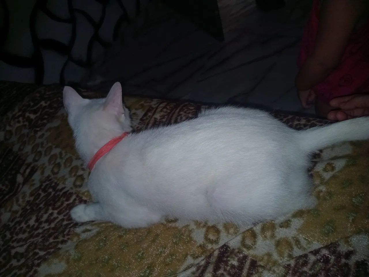 Gata - Foto 3