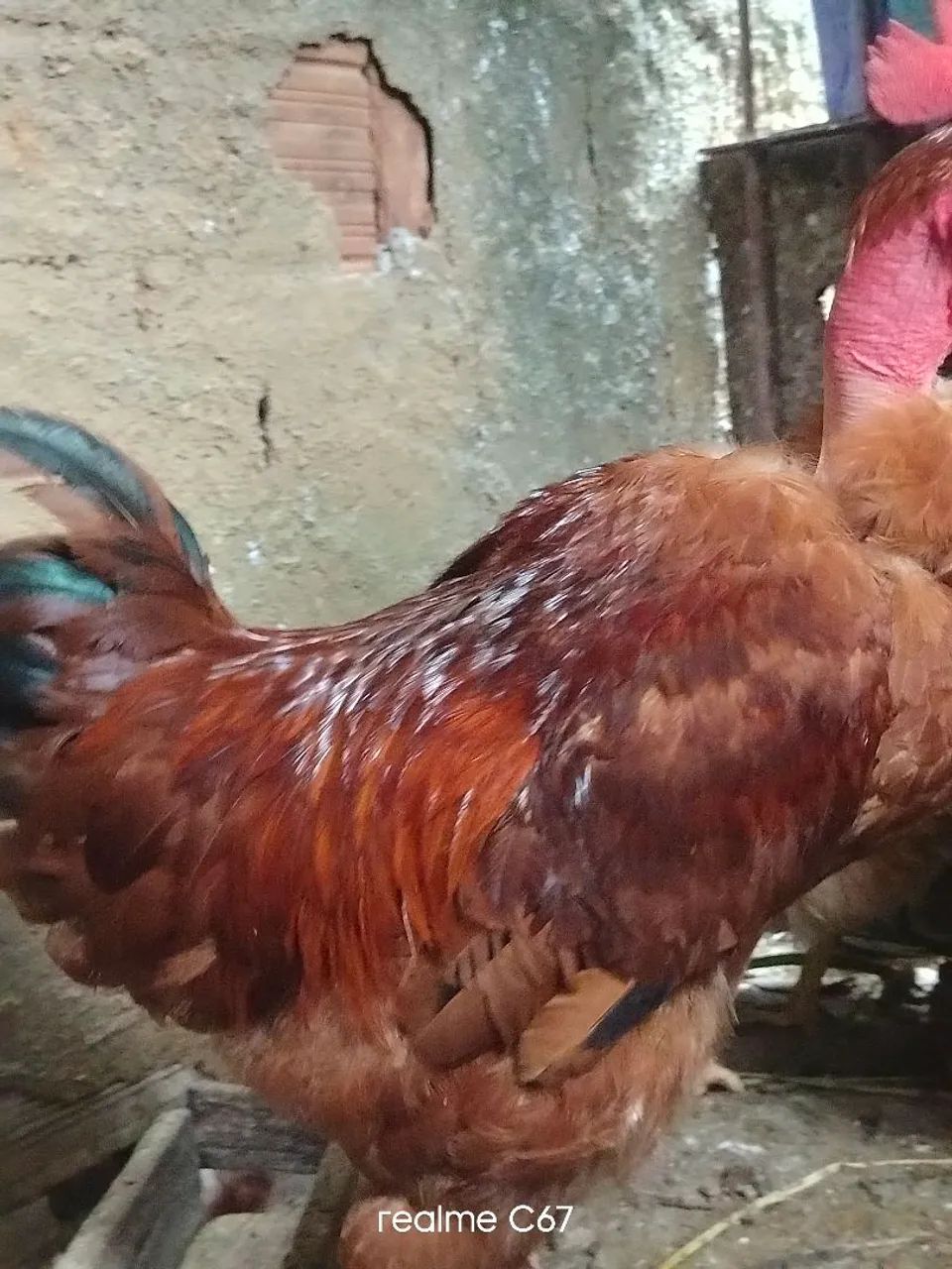 Vendo frango  - Foto 4