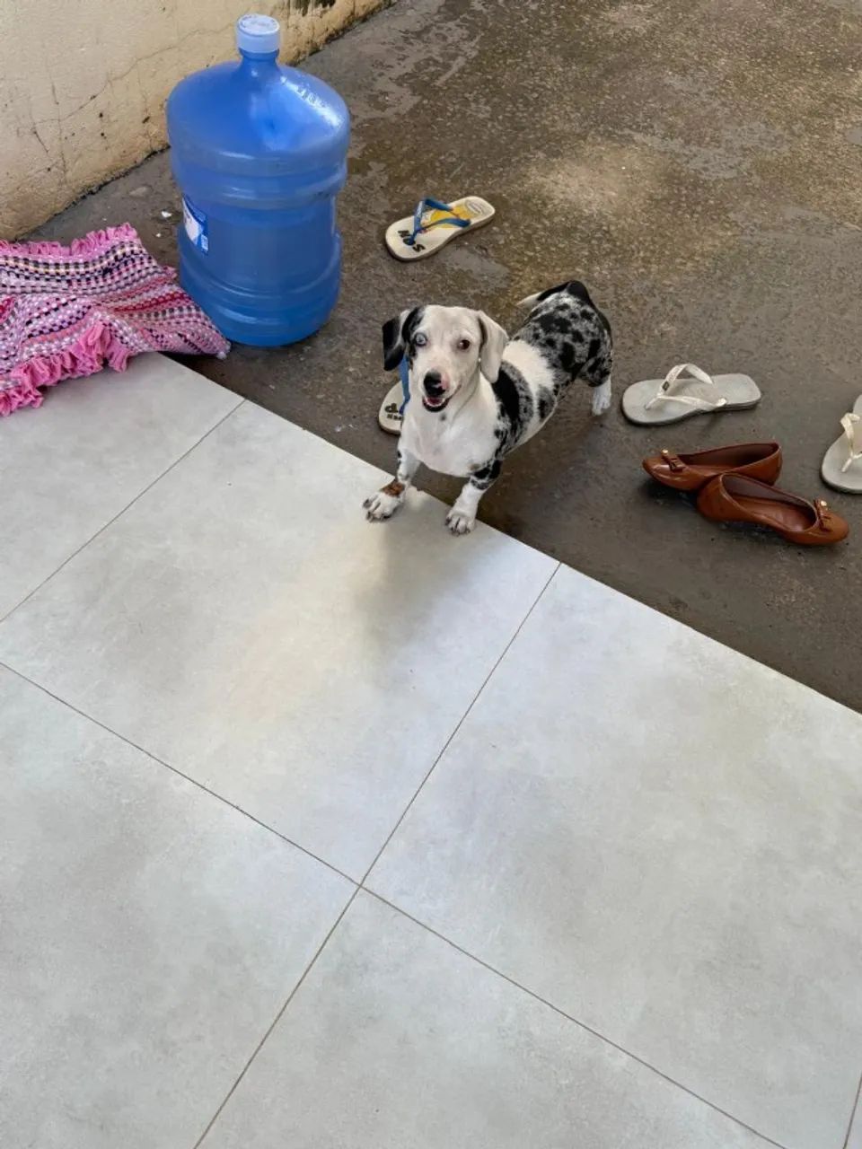 Dachshund Arlequim