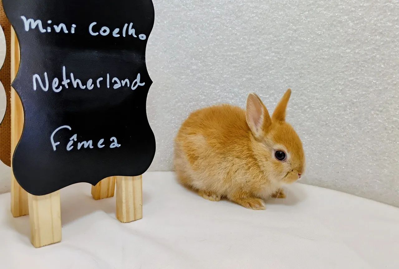 Mini Coelhos Netherland 