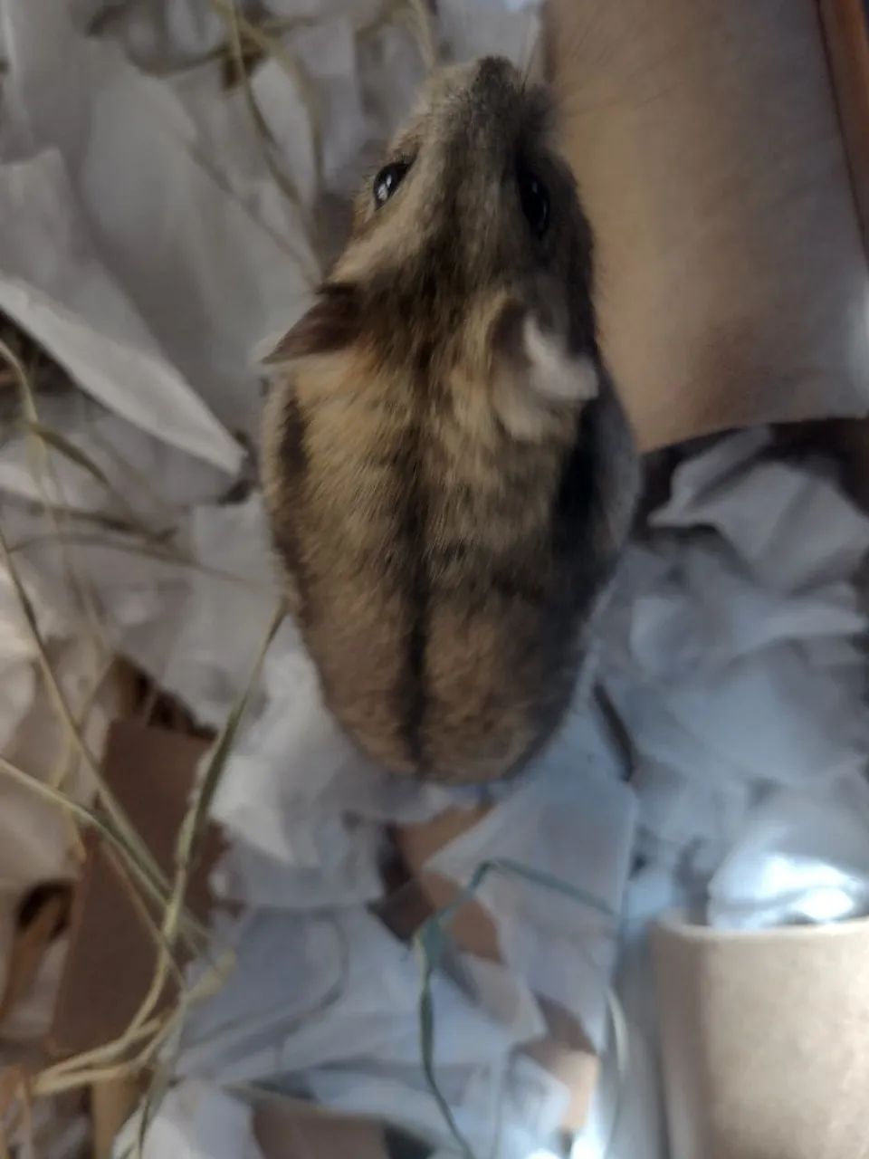 Doa-se hamster 