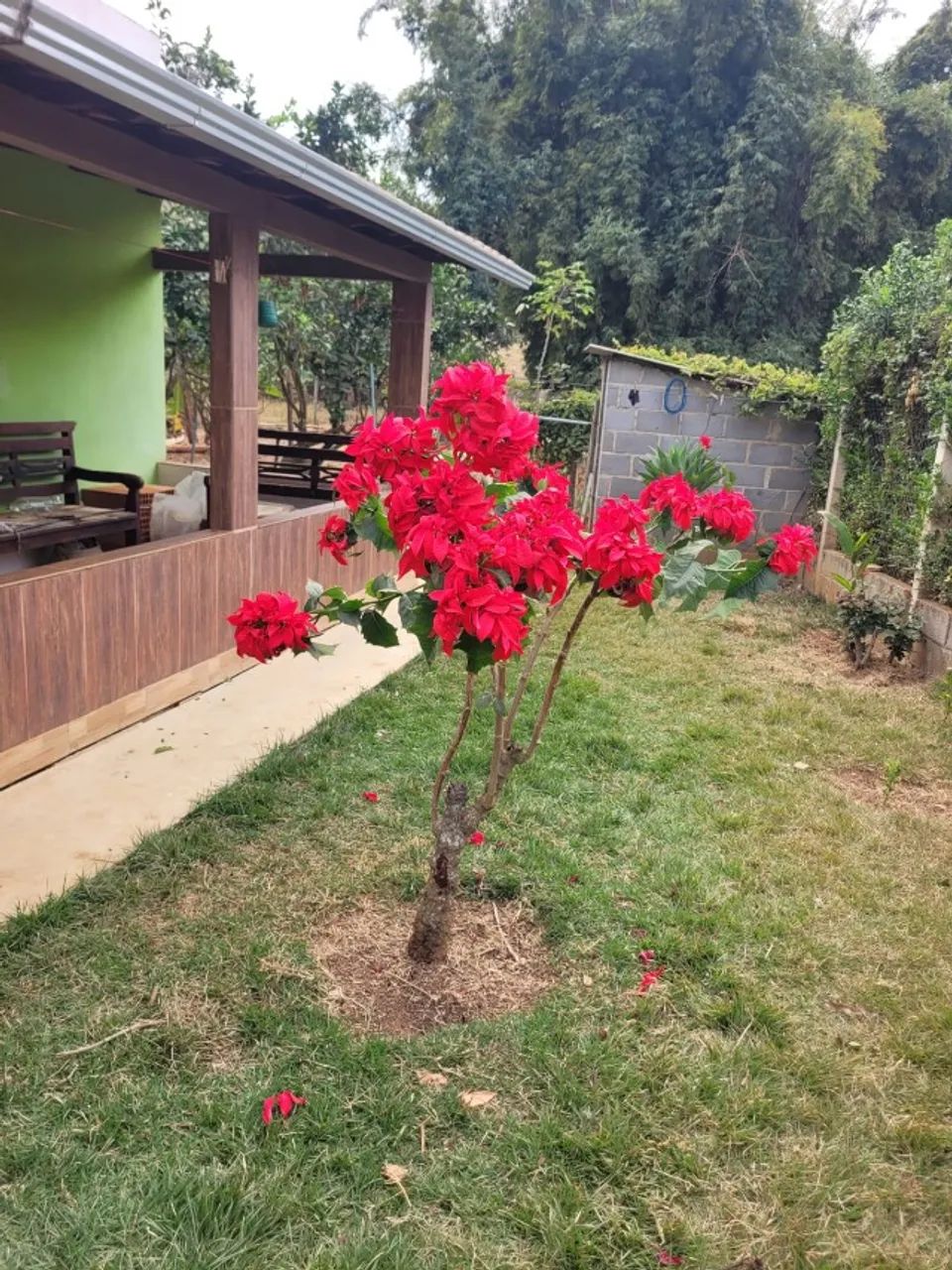 Casa em Laranja da Terra - Laranjinha ES - Foto 5