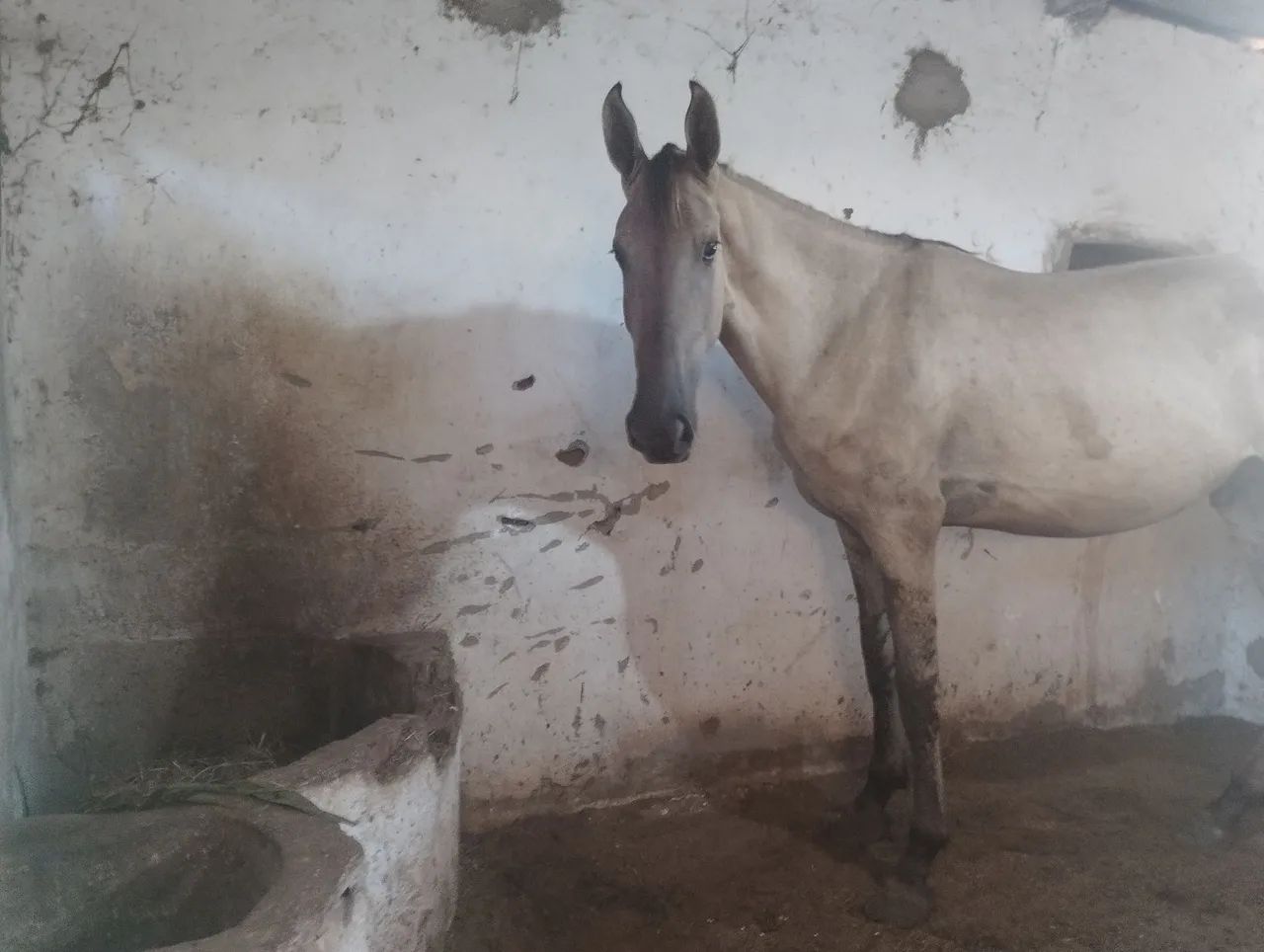 Potro campolina  - Foto 3