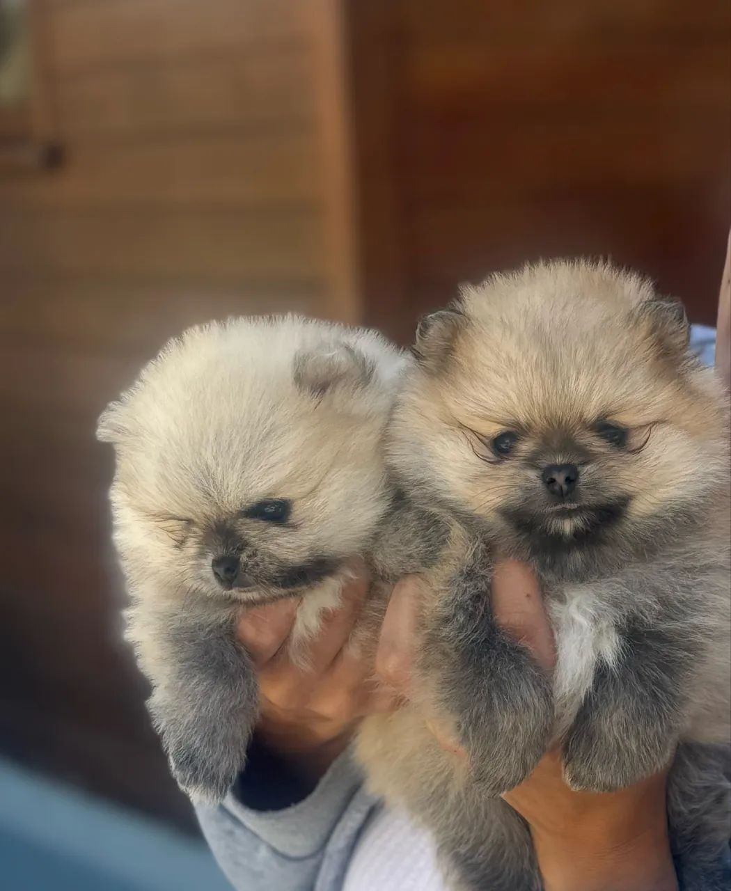 Lulu da pomerania  - Foto 2