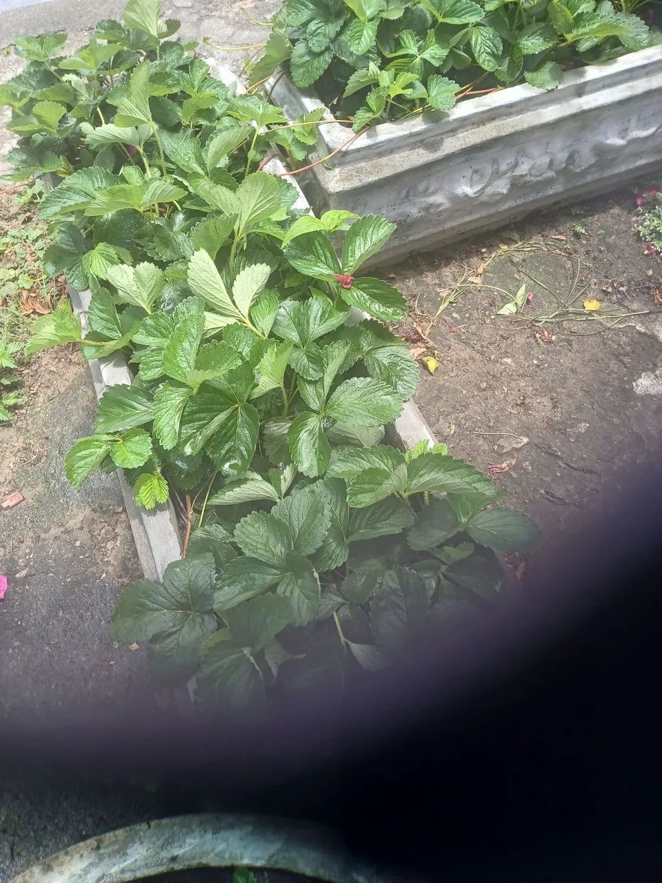 Lote de mudas de morangos - Foto 2