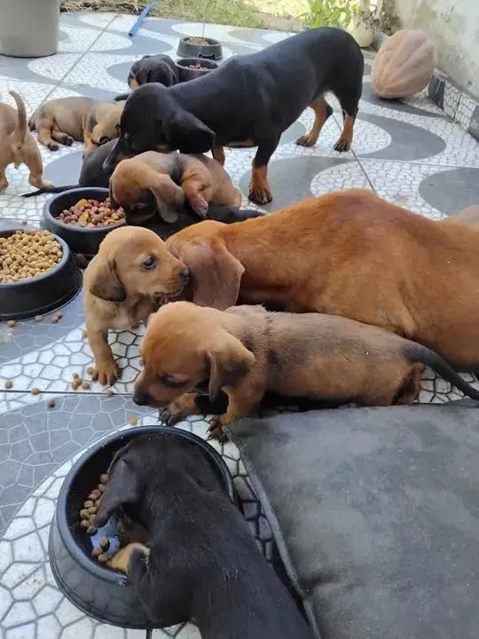 Aqui vc encontra lindos filhotes 