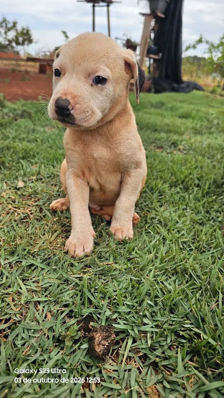 Filhotes de pitbull  - Foto 4