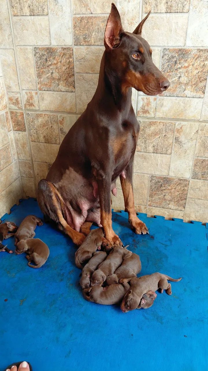 Doberman  - Foto 4
