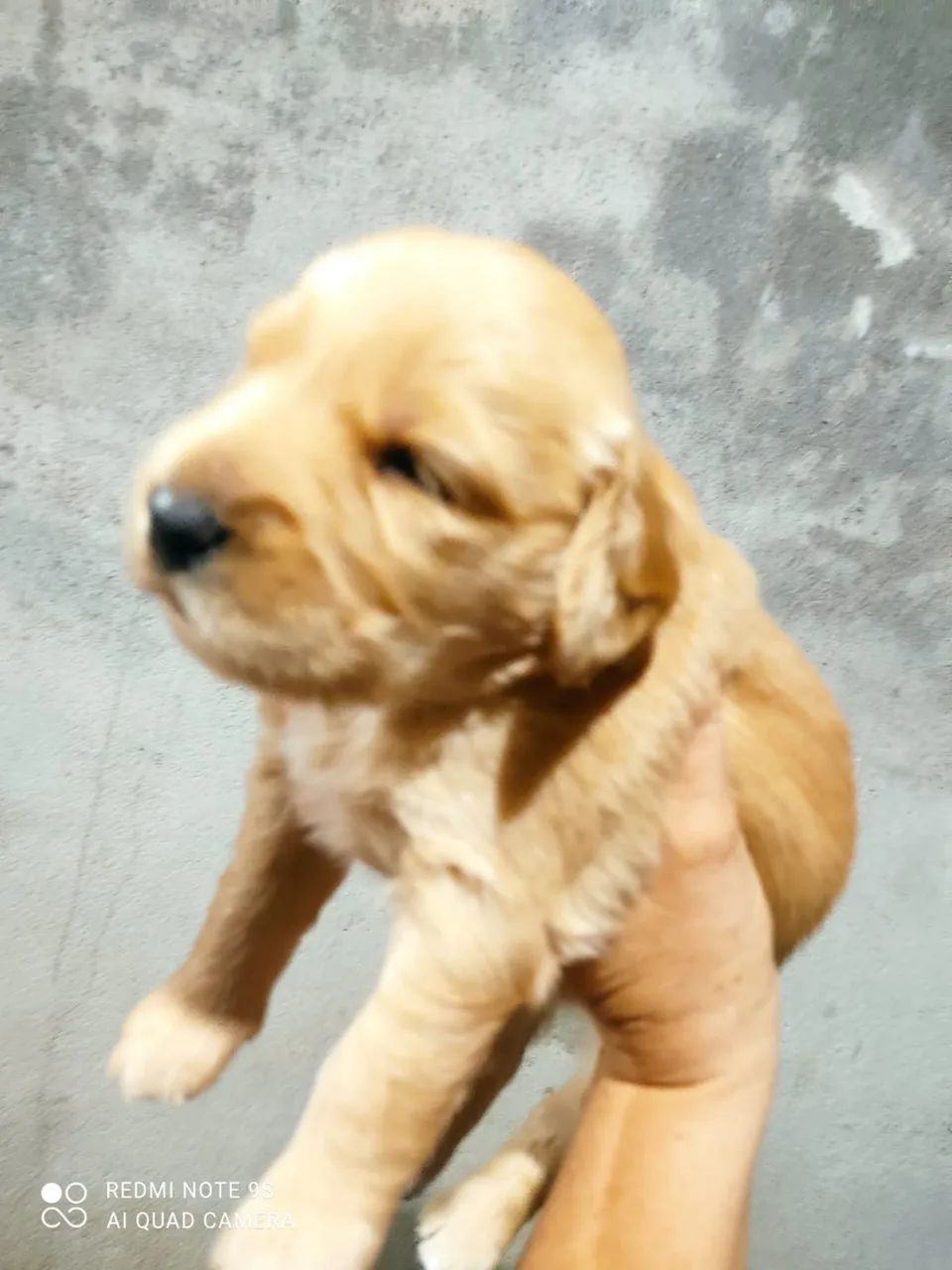 Golden Retriver  - Foto 3