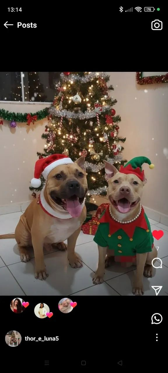 Cachorros Pit Bull  - Foto 5