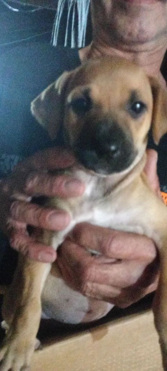 Doação de cães  sem raca definida . - Foto 5