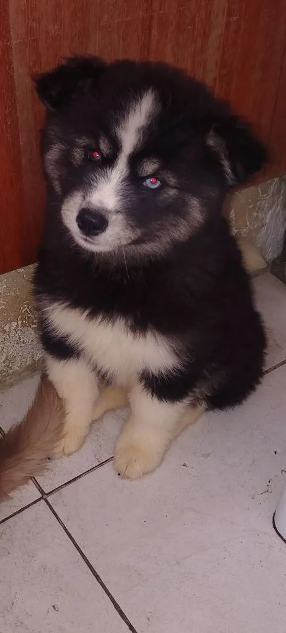 Husky siberiano  - Foto 4