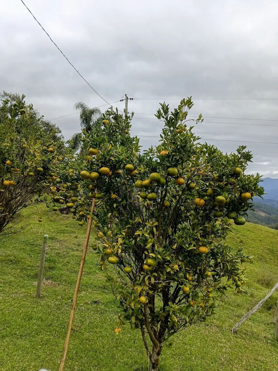Vendo Sítio com escritura pública no Rio Miguel/Águas Mornas - Foto 3