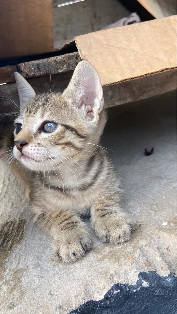 Gatos filhotes doação 2 meses - Foto 3