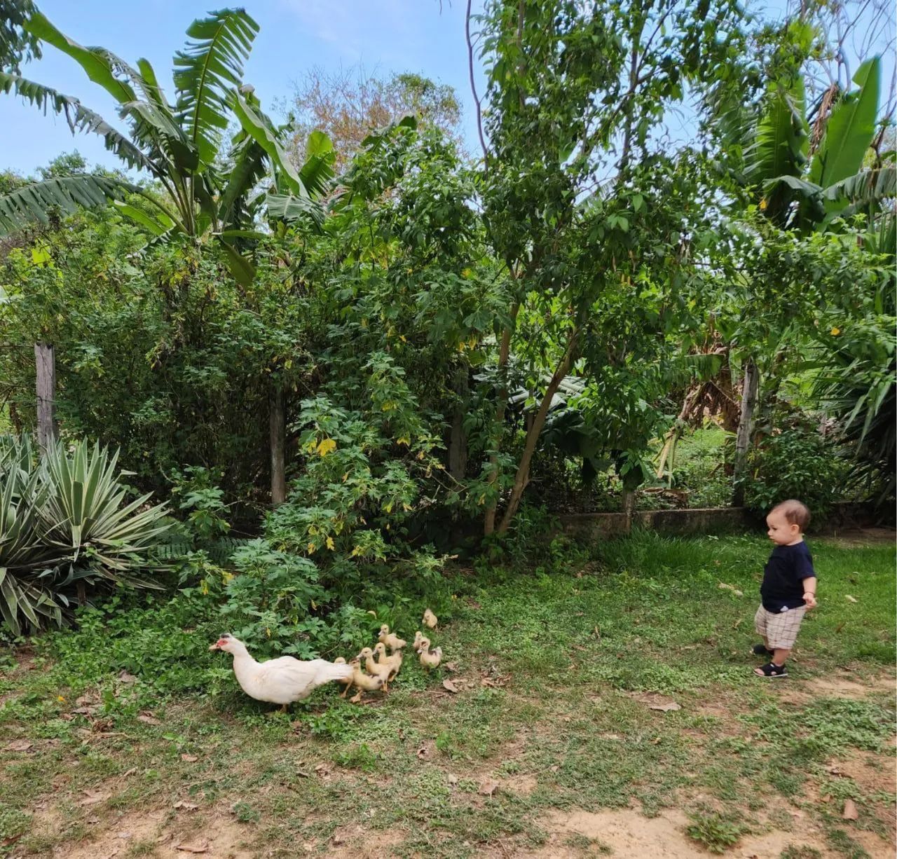 FAZENDINHA 80 HECTARES EM LIVRAMENTO  - Foto 2