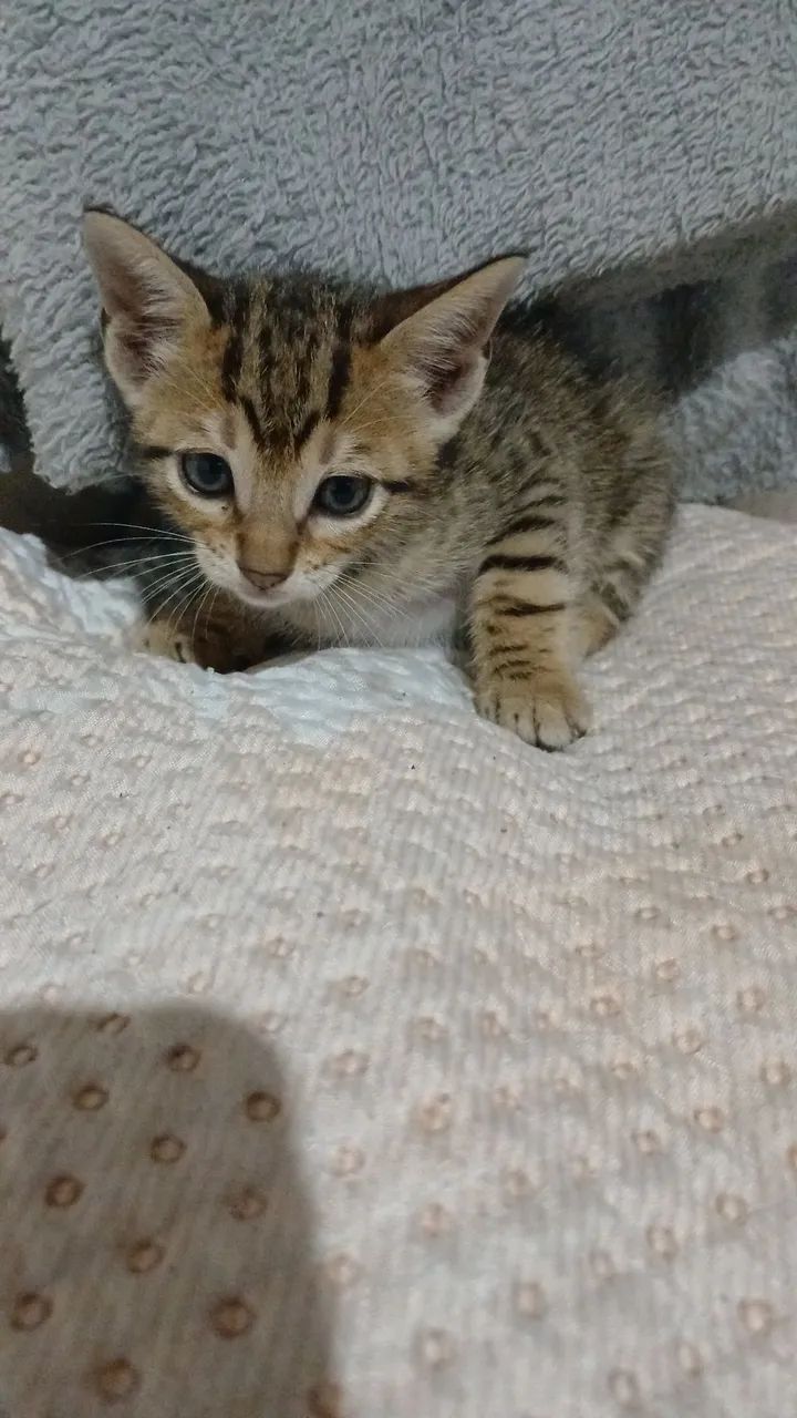 Adoção ? - Foto 4
