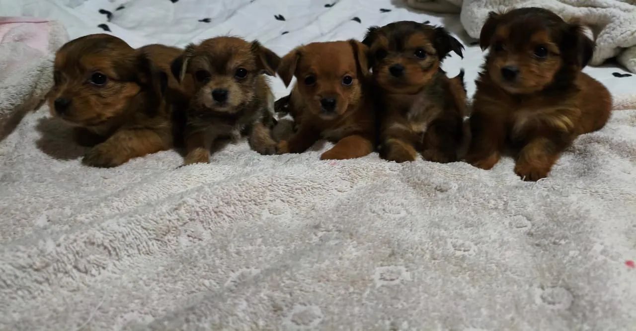Pinscher
