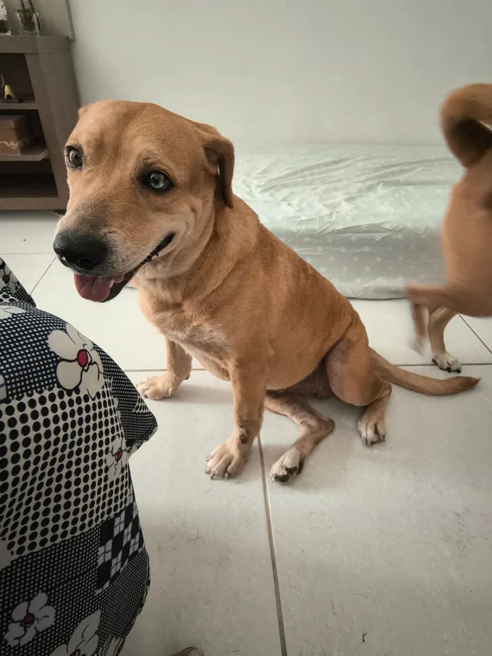 Cachorrinha para adoção!!! - Foto 2