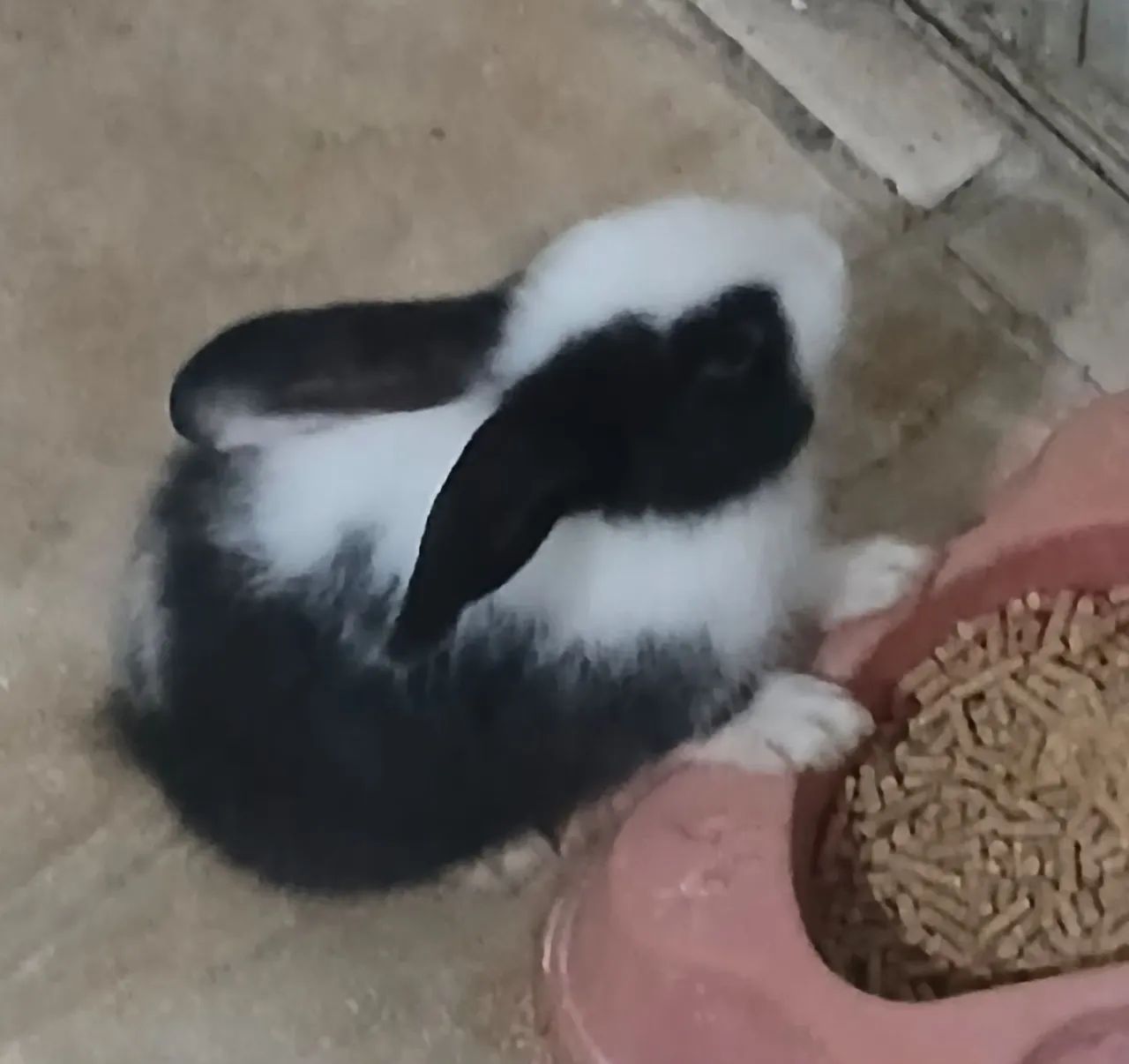 Coelhos - Foto 2