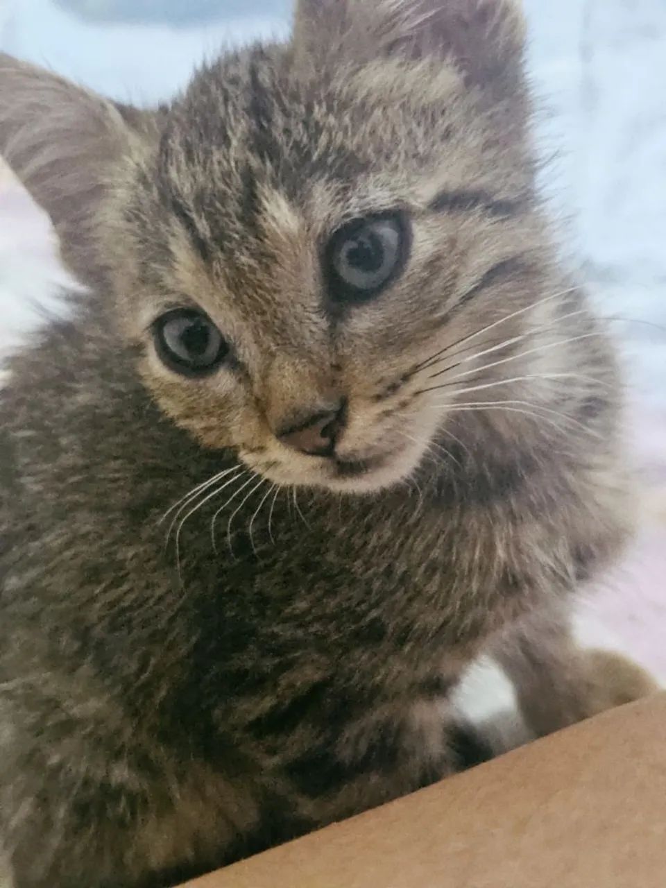 Doa- se filhote de gatinho tigrado.. ja usa caixa de areia e come ração 