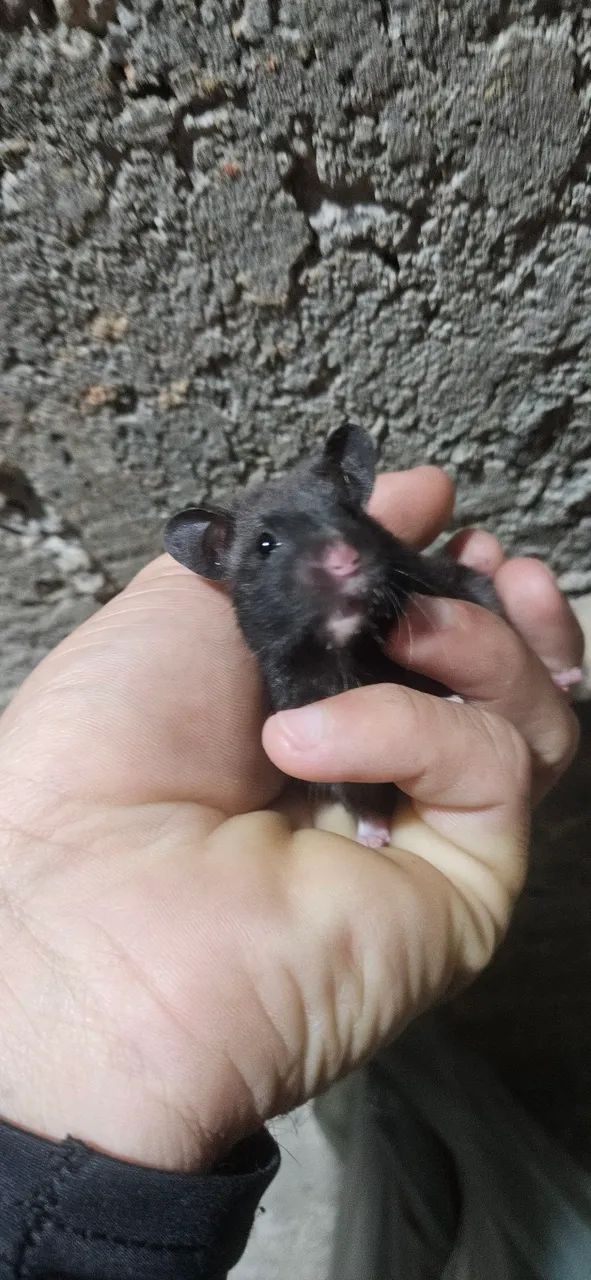 Hamsters sírios disponíveis. ? - Foto 5